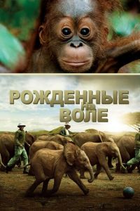 Рожденные на воле (фильм 2011) Рожденные на воле (фильм 2011) смотреть