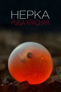 Нерка. Рыба красная (фильм 2020) смотреть