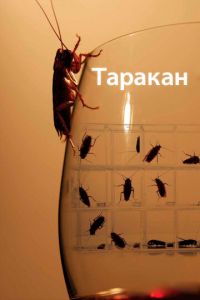 Таракан (сериал) Таракан (сериал) смотреть