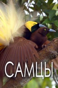 Самцы (сериал) Самцы (сериал) смотреть