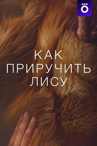 Как приручить лису (фильм 2025) Как приручить лису (фильм 2025) смотреть
