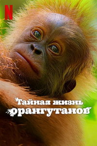 Тайная жизнь орангутанов (фильм 2024) Тайная жизнь орангутанов (фильм 2024) смотреть